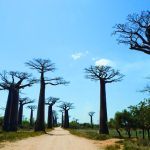Morondava & Allée des Baobabs — Morondava, Madagascar