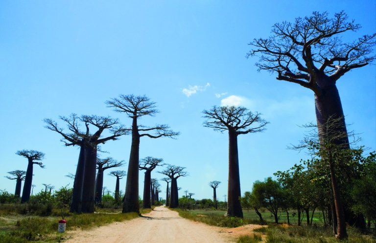 Baobabs & lagon d&rsquo;Ifaty — voyage à Madagascar (photo 2)