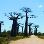 Morondava & Allée des Baobabs — Morondava, Madagascar