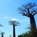 Retour par l'Isalo — Isalo — Ranohira, Madagascar