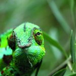 Ranomafana — forêt tropicale — Ranomafana, Madagascar