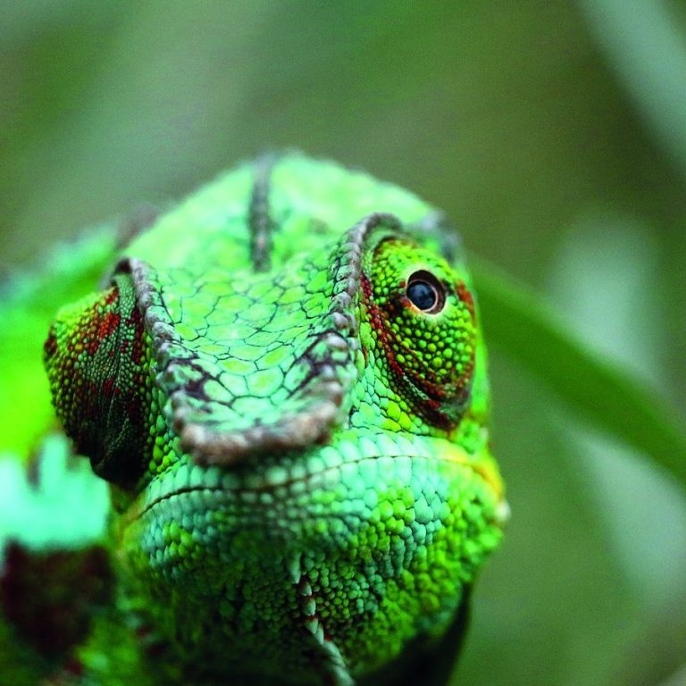 Ranomafana — forêt tropicale — Ranomafana, Madagascar