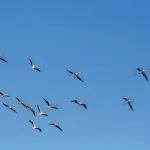 Vol de flamants roses au-dessus d'un lac du Sud-Ouest malgache