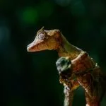 Gecko à queue de feuille camouflé sur une branche, Ranomafana