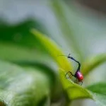 Incontournable RN7 — Parc National de Ranomafana – Fianarantsoa